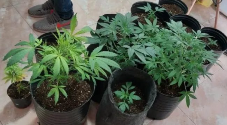 Policía secuestró armas y 51 plantas de marihuana Policía secuestró armas y 51 plantas de marihuana