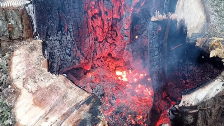 Rayo provoco un incendio al caer sobre un árbol durante una tormenta