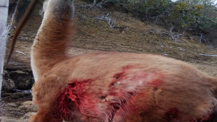 PROBLEMÁTICO. Impactantes imágenes de perros asilvestrados atacando a un guanaco