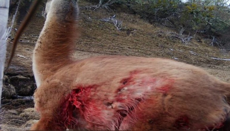 PROBLEMÁTICO. Impactantes imágenes de perros asilvestrados atacando a un guanaco