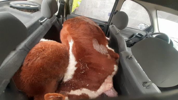 Encontraron dos vacas muertas dentro de un auto en Río Grande