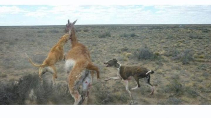  El problema de los perros asilvestrados no encuentra solución