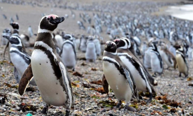 Ambiente: La conservación de pingüinos peligra cada vez más