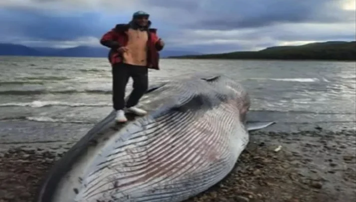 Personas aprovecharon sacarse fotos con Ballena encallada