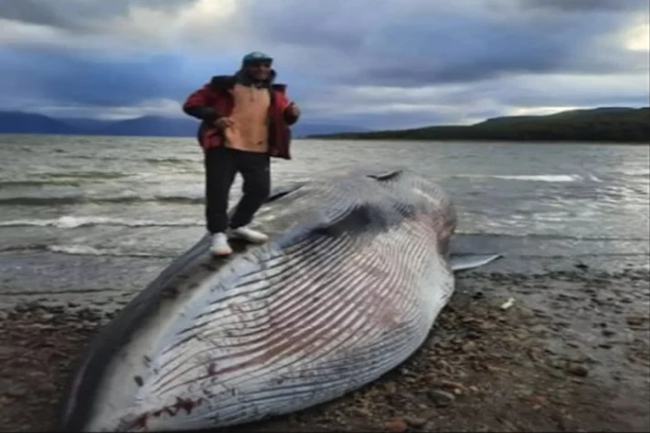 Personas aprovecharon sacarse fotos con Ballena encallada