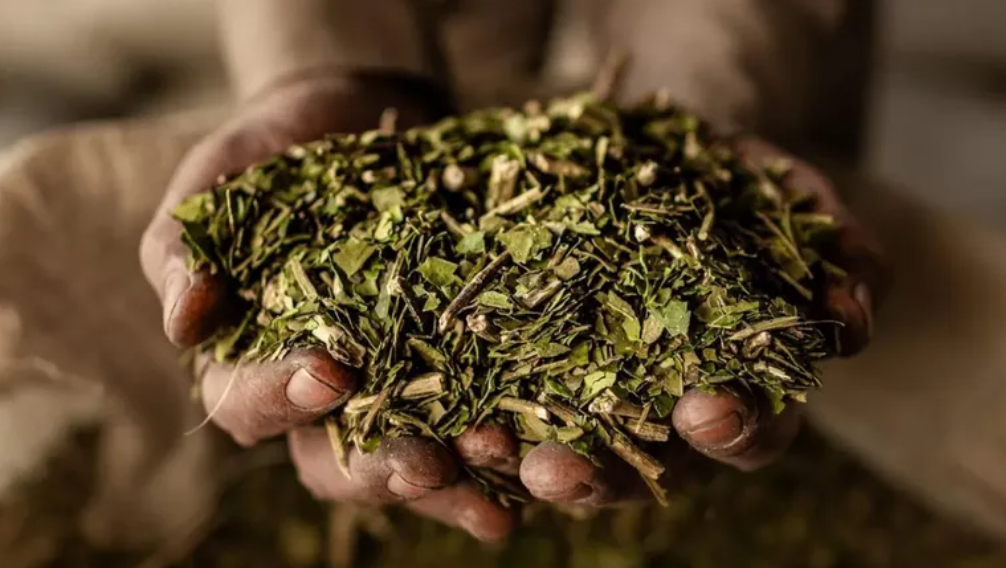 DNU: Se frenó el artículo que impedía fijar precios al Instituto Nacional de la Yerba Mate DNU: Se frenó el artículo que impedía fijar precios al Instituto Nacional de la Yerba Mate