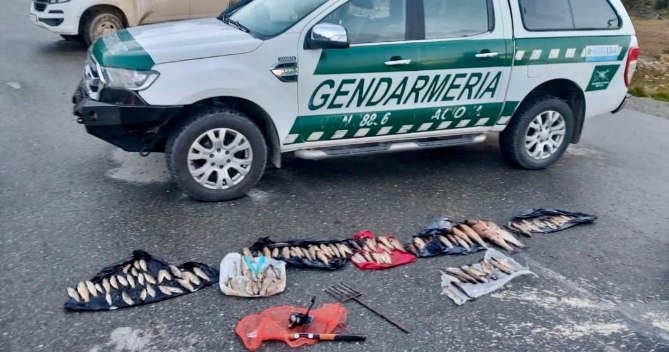 Gendarmería: Descubren contrabando de truchas en Lago Escondido