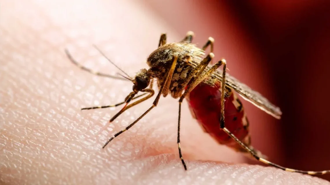 Confirmaron la primera muerte por coinfección de dengue en la Argentina