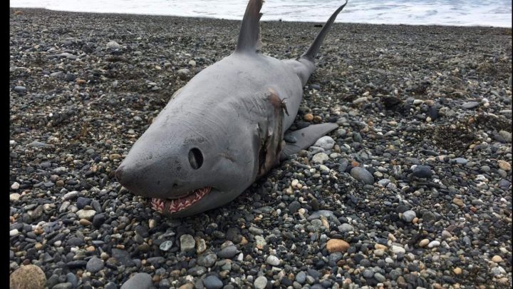 Inician investigaciones científicas sobre la presencia de tiburones en la costa Norte de Tierra del Fuego
