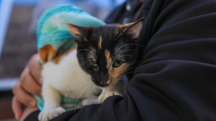 Municipio: Hoy se llevará a cabo una jornada de castración para felinos